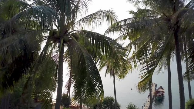 View of the sea looking through the backlit palm fronds in a tropical paradise.