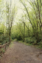 the pathway inside the green forest