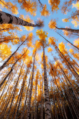 Yellow autumn leaves of trees against the blue sky. Birch forest in autumn. Nature background.