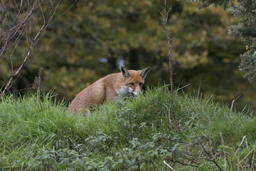 red fox close up portrait while in long grass with background