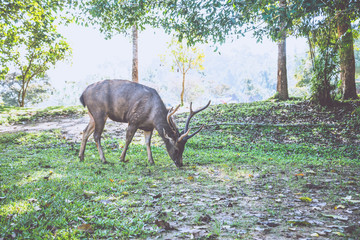 Deer walking on the lawn. In the park. Thailand