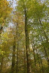 Herbstwald
