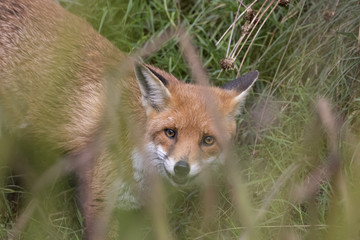 red fox close up portrait while in long grass with background