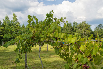 Fototapeta na wymiar Muscadine Vineyard with Fruit Growing on the Vine