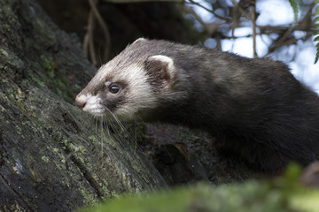 polecat close up portrait with leaves and tube