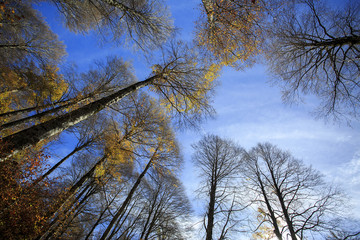 Photograph of a forest with autumn colors. Trees, leaves and greenery 