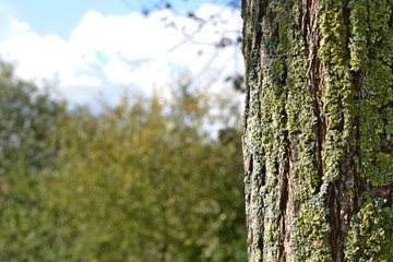 Obraz premium Lichen on tree