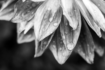 close up of rain drops on dahlia flower in black and white 