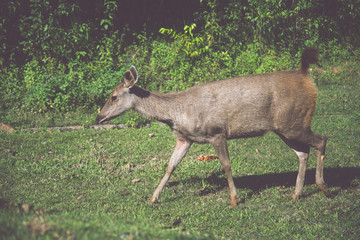Deer walking on the lawn. In the park. Thailand