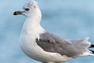Seagull Closeup