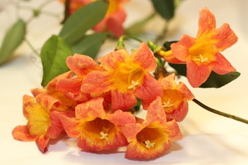 Up Close Trumpet Vine Flowers with Bright Exposure
