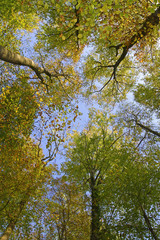 Obraz premium Herbstwald