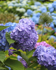 Fototapeta premium Purple Hydrangea