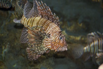 Fototapeta na wymiar Lionfish