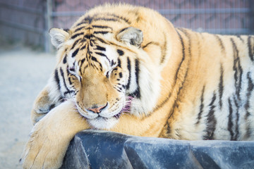 Big adult ginger tiger lying and sleeping on the tire in the zoo
