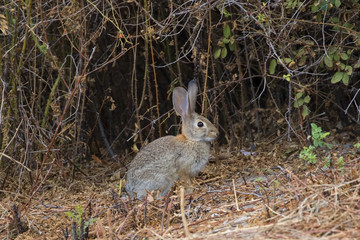 Rabbit at Los Angeles area park