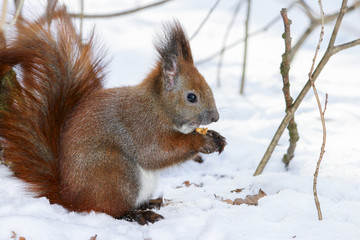 Naklejka na ściany i meble Cute fluffy squirrel eating nuts in the winter forest.