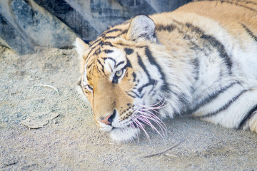 Big adult ginger tiger lying and sleeping on the tire in the zoo