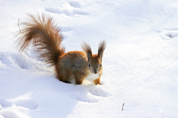 Cute fluffy squirrel eating nuts in the winter forest.