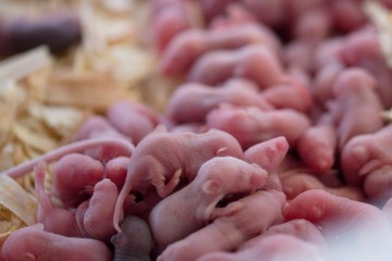 Pile of bare live mice