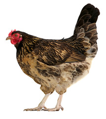 Brown hen isolated on white background.