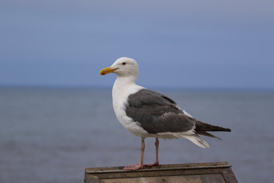 Bird sea gull along Pacific Ocean coast