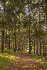 forest background