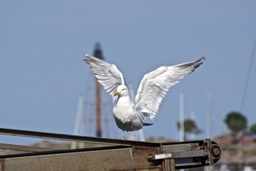 Angel Bird