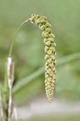 Glutinous husked foxtail millet 