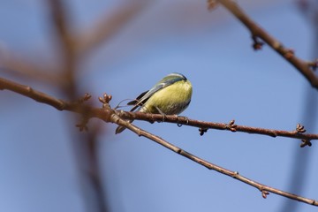 Eurasian blue tit (Cyanistes caeruleus) sitting on a twig on clear sunny day