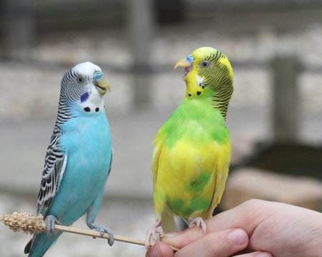 Chit Chattering