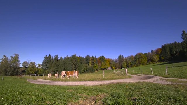 K&uuml;he auf der Weide