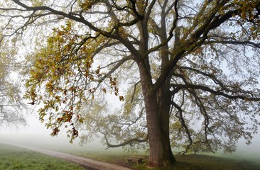 Landscape with a beautiful old Oak tree on a foggy Autumn morning