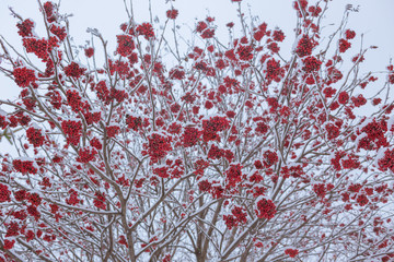 The Mature berries of Rowan in the snow