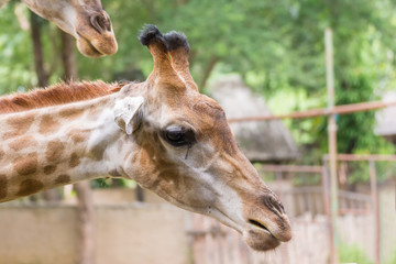 Giraffe in the zoo fell down to feed the human.