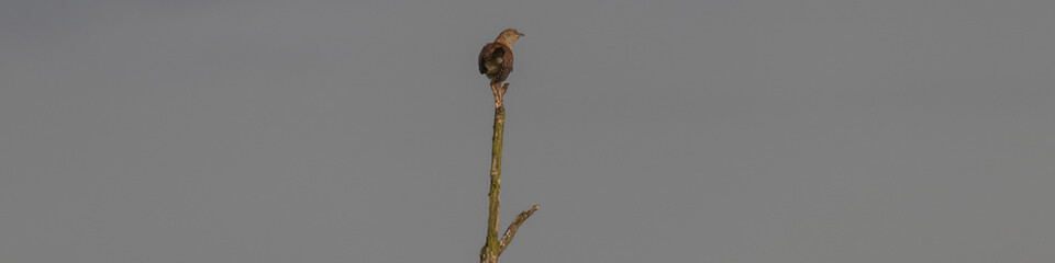 Kuckuck, Cuculus canorus, braunes Weibchen, sitzt auf dem Ast