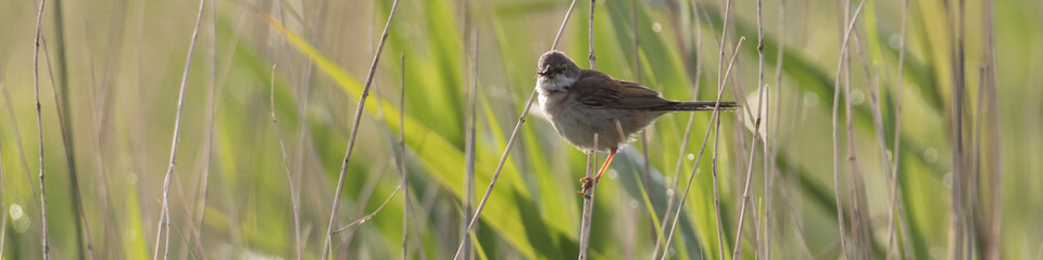 Dorngrasmücke, Sylvia communis im Schilf