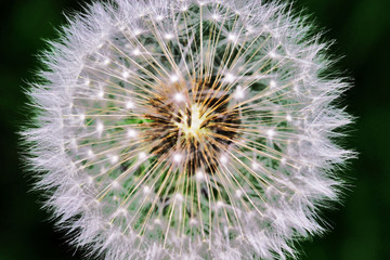 Fototapeta premium Mniszek lekarski