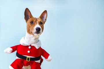 Basenji dog dressed in Santa Claus suit.