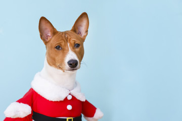Basenji dog dressed in Santa Claus suit.