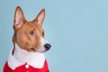Basenji dog dressed in Santa Claus suit.