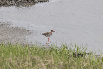 Rotschenkel, Tringa totanus, fliegt