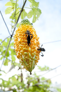 ゴーヤーの果実を食害するアシビロヘリカメムシ