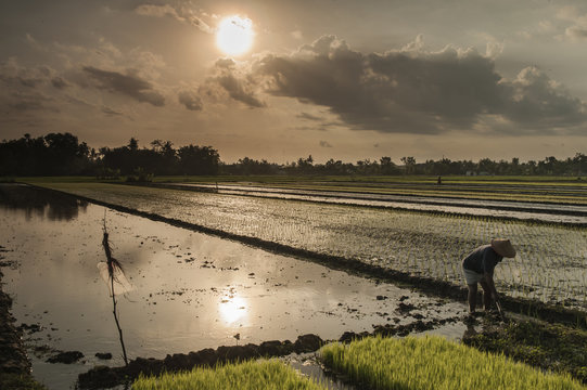 Farmer and rice landscape
