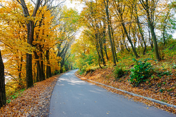 Naklejka na ściany i meble Bright and scenic landscape of new road across auttumn trees with fallen orange and yellow leaf