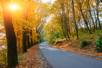 Bright and scenic landscape of new road across auttumn trees with fallen orange and yellow leaf