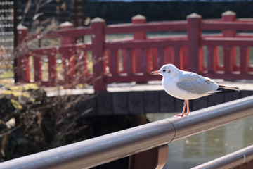 Black headed gull - Larus ridibundus. Young bird. First winter plumage.
