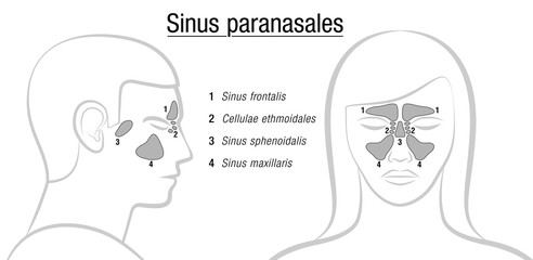 Sinuses with latin names - profile male and front view of female face. Frontal, ethmoidal, sphenoidal and maxillary sinuses. Isolated vector illustration on white background.