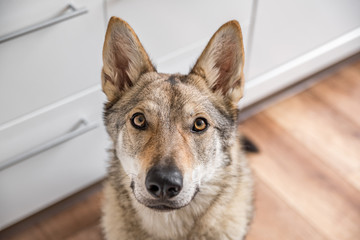 Czechoslovakian wolfdog staring and begging for food