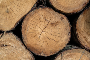close up of the pine timber on the stock